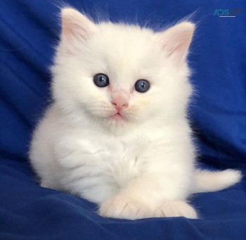 Ragdoll Kitten for sale 