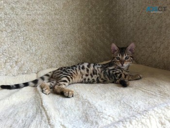 Bengal Kitten for sale