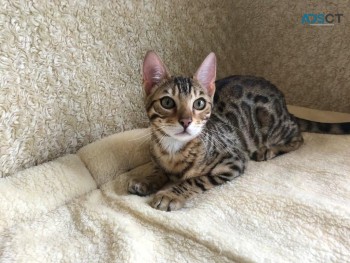 Bengal Kitten for sale