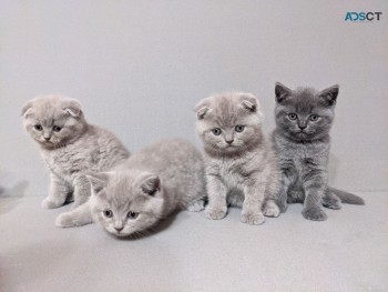 Scottish Fold Kitten for sale 