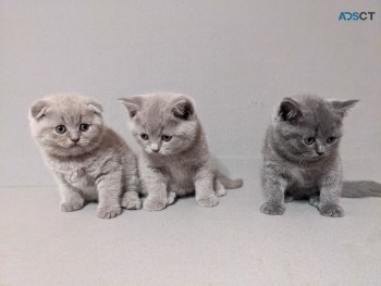 Scottish Fold Kitten for sale 