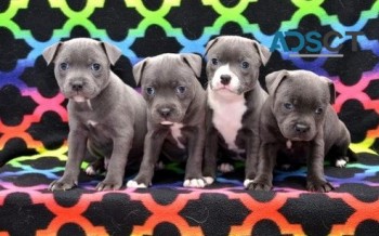 Healthy Staffordshire Bull Terrier Puppi