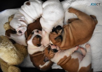 English Bulldog puppies for sale 