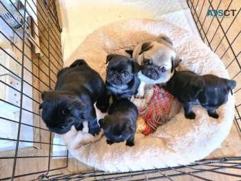 Pug puppies for sale 