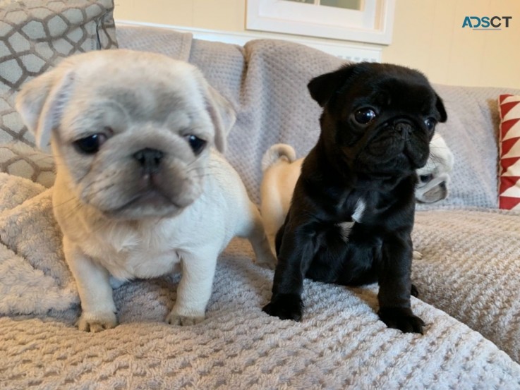 Pug puppies for sale 