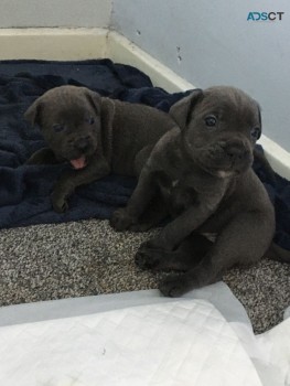 Cane Corso puppies for sale