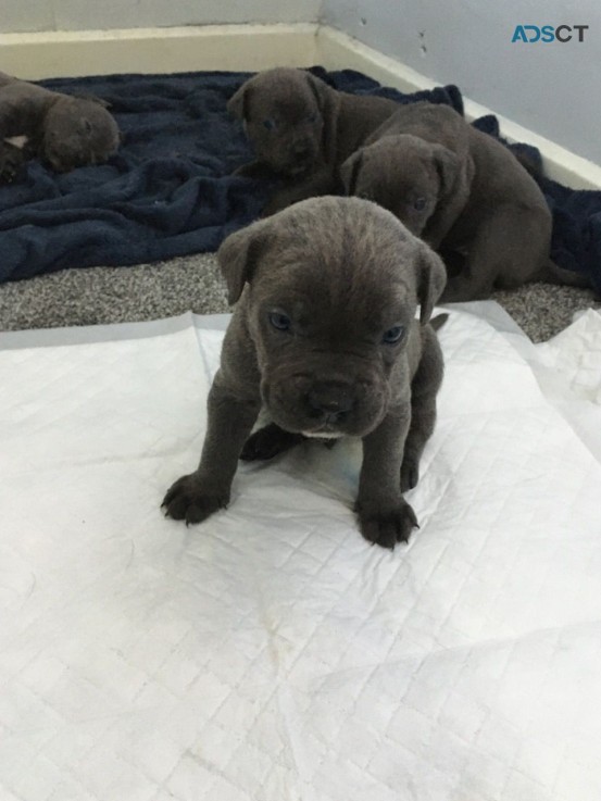 Cane Corso puppies for sale