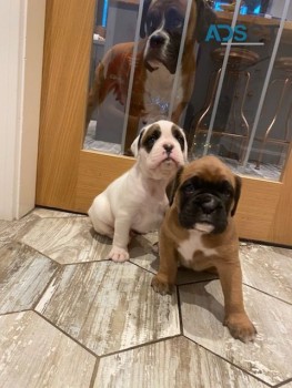 Boxer puppies for sale 