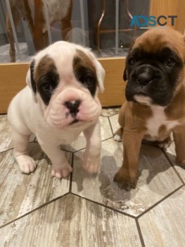 Boxer puppies for sale 