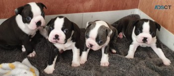 Boston Terrier puppies for sale 