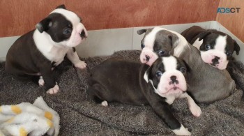 Boston Terrier puppies for sale 