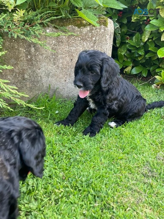 Exceptionally Beautiful F1 Cockapoo Pupp