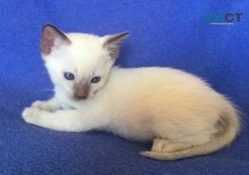 Siamese Kittens For Sale