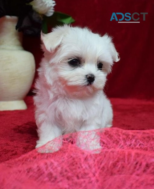 Gorgeous Maltese puppies are looking for