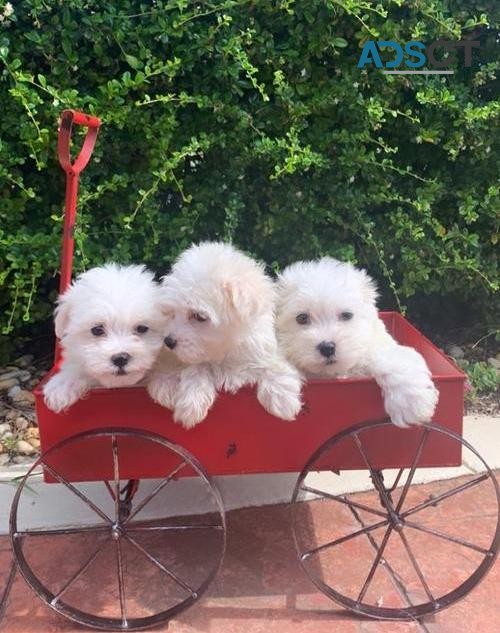 Gorgeous Maltese puppies are looking for