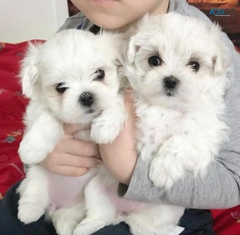 Maltese puppies for sale 