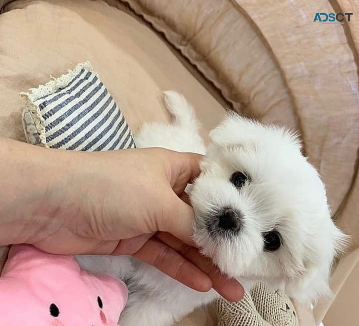 Maltese puppies for sale 