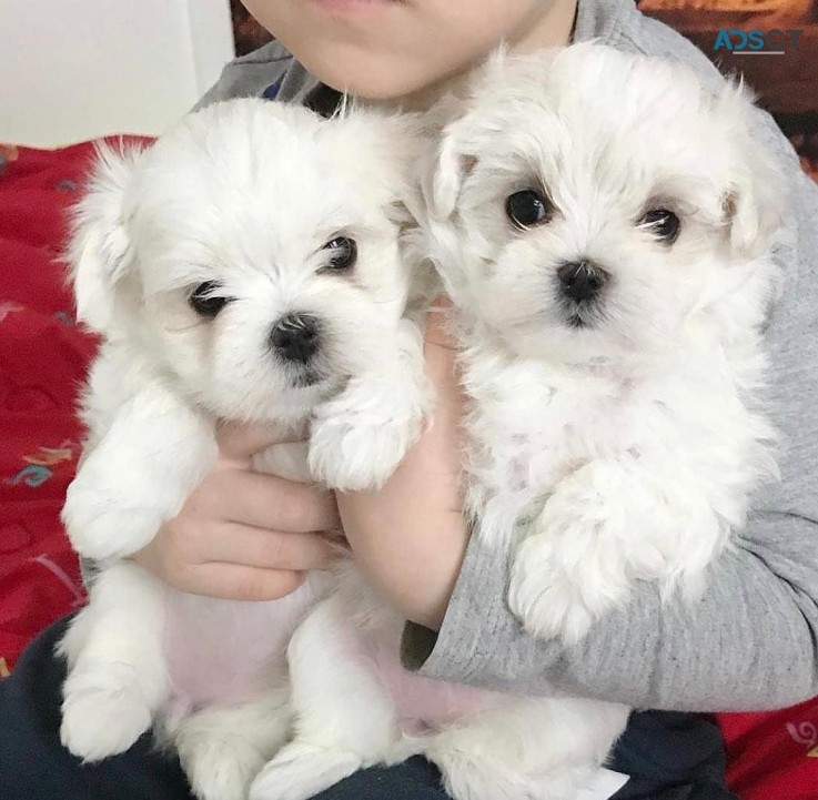 Maltese puppies for sale 