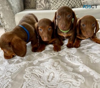 Dachshund puppies ready for new and fore