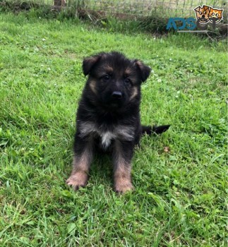 German Shepherd Puppies From Health Test