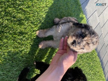 Adorable Red Labradoodles for sale 