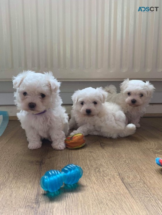 Maltipoo puppies for sale