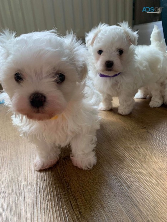 Maltipoo puppies for sale