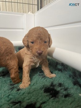 Super Goldendoodle  Puppies