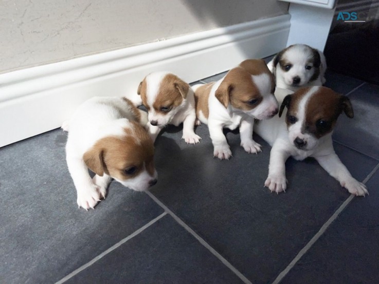 Awesome Jack Russell  puppies Available