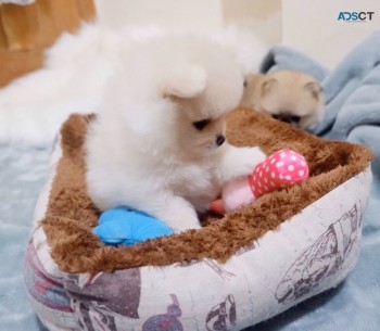 Pomeranian puppies for sale