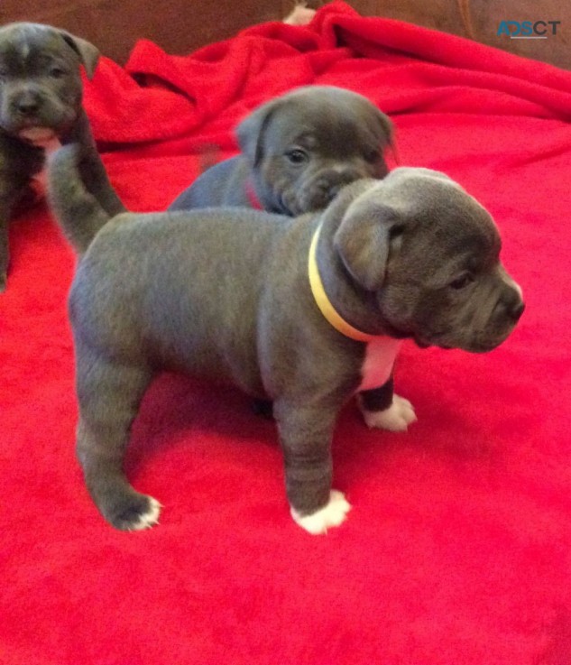 Pure Blue Staffordshire Bull Terrier Pup