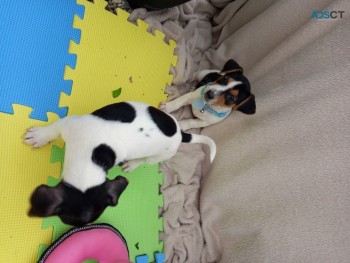 Awesome Jack Russell  puppies Available