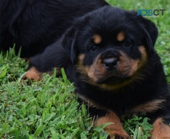 Rottweiler puppies for sale