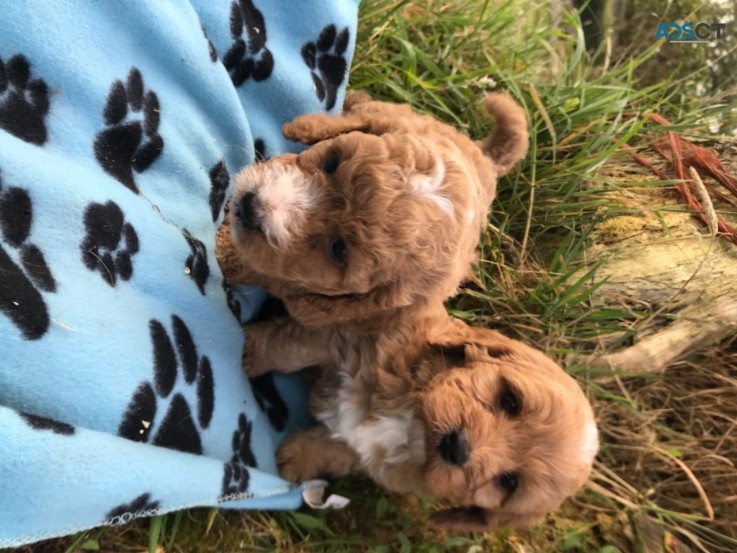  Charming Cavapoo  Puppies