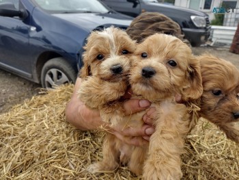 Affectionate Cavapoos  Available