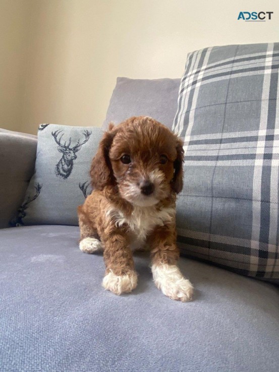 Apricot Cavapoo  Puppy