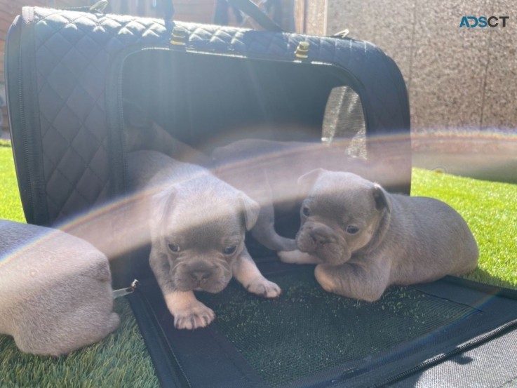 Cute and Rich French Bulldog Puppies 