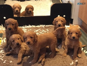 Adorable Labradoodle  Puppies Available