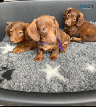 Sweet Gorgeous Daschund  Puppies