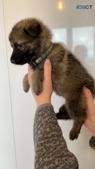 German Shepherd Puppies ready 