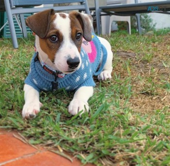 Tan & White Pure Breed Jack Russell Pups