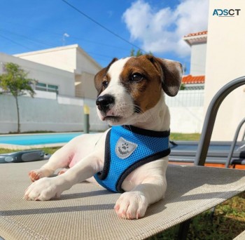 Pure Breed Jack Russell Pups