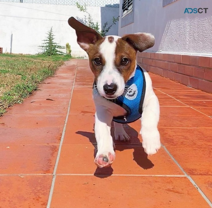 Jack Russell Puppies