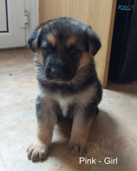 Adorable German Shepherd Puppies Ready