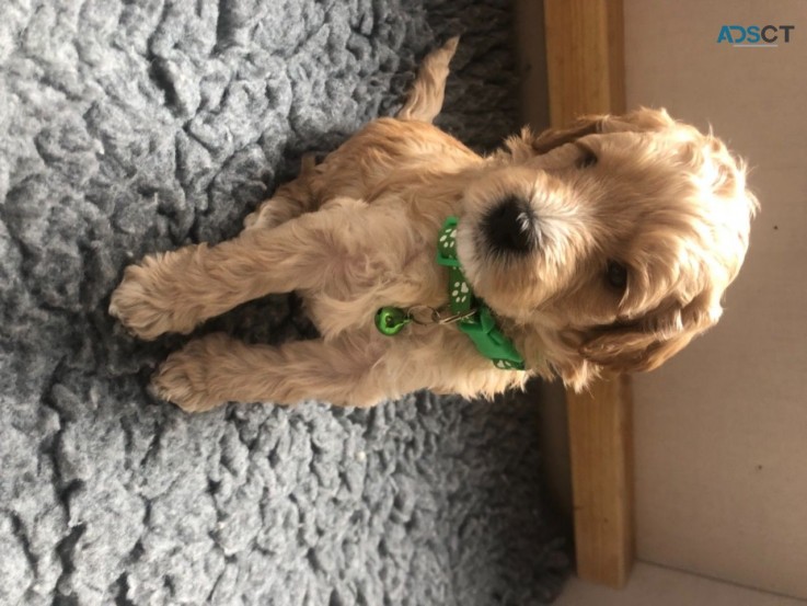 100% Authentic Australian Labradoodles 