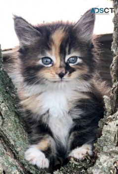 Beautiful Pedigree Maine Coon Kittens