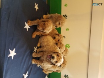 Adorable Litter of  Labradoodles Pups 