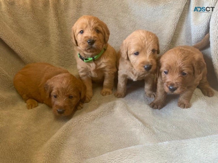 Miniature F1 Labradoodles