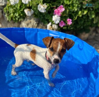 Purebred male Jack Russell puppies