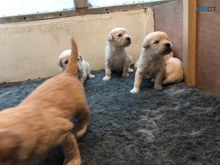 11 weeks old Labradoodles  puppies